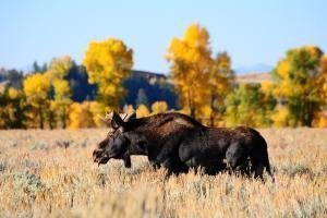 Moose - Grand Teton National Park