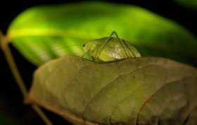 Leaf Bug
