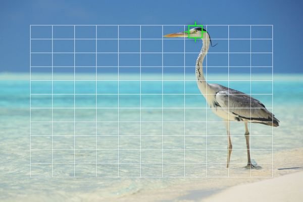 Olympus OM-D E-M1X Bird AF