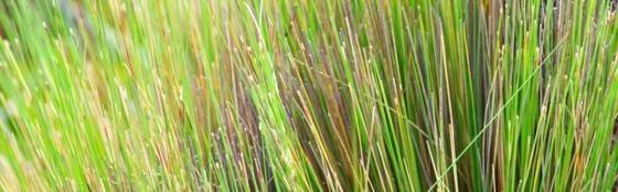 Paramo Grass
