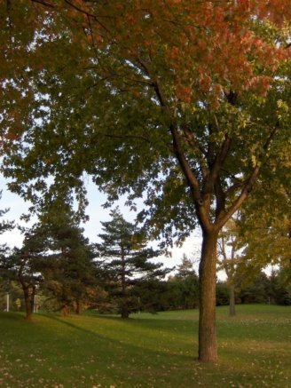 Park Tree