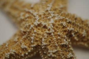 Starfish Macro